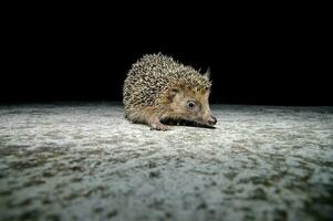 a hedgehog is walking on the ground at night photo
