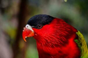 a red, green and black bird with a black beak photo