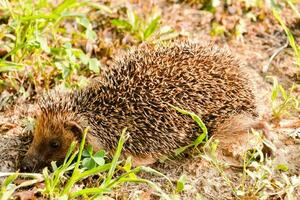 a hedgehog is walking through the grass photo