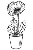 Hand drawn realistic bloomingpoppy plant in a flower pot. Perfect for tee, sticker, card, poster. vector
