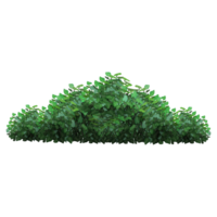 verde arbusto e árvore para panorama e arquitetura desenho, elementos para meio Ambiente e jardim, botânico elementos para seção dentro Primavera. png