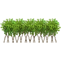 verde arbusto y árbol para paisaje y arquitectura dibujo, elementos para ambiente y jardín botánico elementos para sección en primavera. png