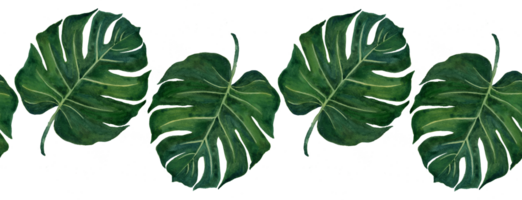 mano pintar monstera etiqueta marco hojas modelo png