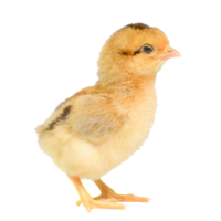 Chicks on transparent background PNG