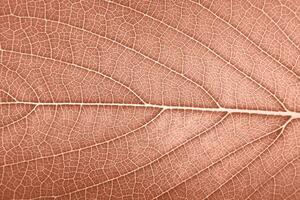 leaf close up macro in peach color of the year 2024 photo