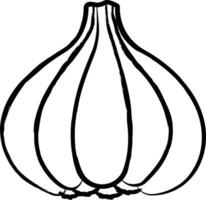 Garlic hand drawn vector illustration