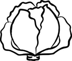 Cabbage hand drawn vector illustration