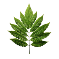 AI generated Green fern leaf on a transparent background created with generative AI technology png