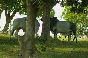 Cows hiding behind trees photo