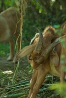 Bowed goat head with horns photo