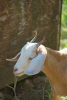 White goat head with horns photo