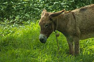 Brown donkey animal standing in green grass photo