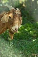 Brown Goat face through fence photo