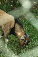 Goat feeding in grass through fence photo