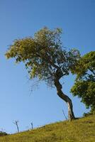 Crooked tree on grassland hillside photo