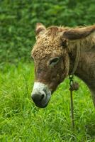 Brown donkey face close up photo