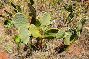 cactus plantas creciente en el Desierto cerca un la carretera foto