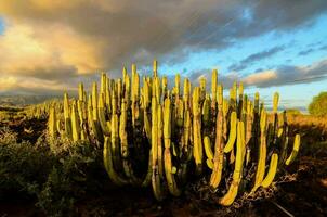 cactus plants in the desert with clouds in the background photo