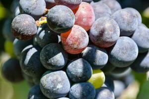 a bunch of grapes on the vine photo
