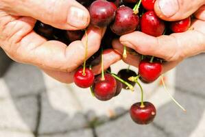 a person holding a bunch of cherries in their hands photo
