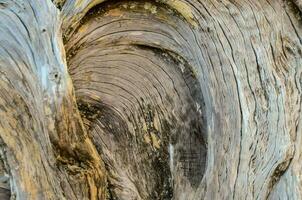 close up of a tree trunk with a knot photo