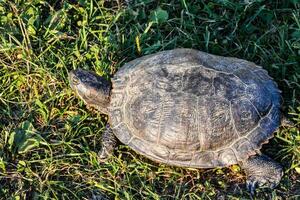 a turtle is walking on the grass photo