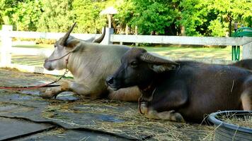 Asian buffalo lounging around during the daytime video