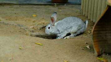 ein Hase ist graben ein Bunker draußen. video