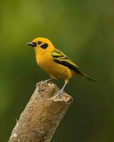 hermosa pájaro en pie en un bonito antecedentes foto