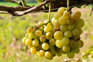 a bunch of grapes hanging on a vine photo