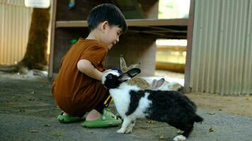 wenig asiatisch Junge spielen mit Hase draußen video