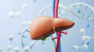 Liver and biological concept background, 3d rendering. video