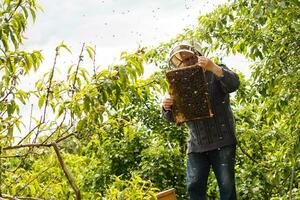 catching the bee swarm beekeeping photo