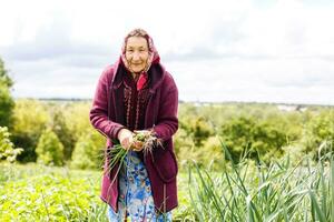 retirado más viejo mujer cosecha vegetales desde su jardín. foto