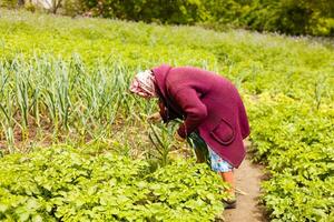 Active senior woman in the garden photo