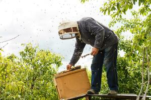 catching the bee swarm beekeeping photo