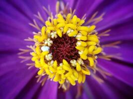 Beautiful blooming flower in garden photo