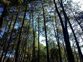 Pine tree forest photo