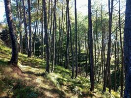 paisaje de bosque de pinos foto