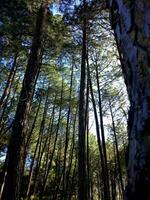 Pine tree forest photo