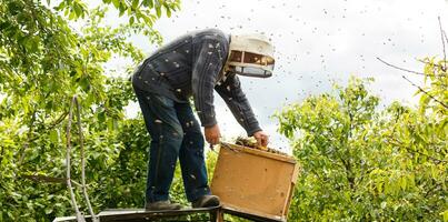 A swarm of bees sitting down on a branch of a birch tree photo