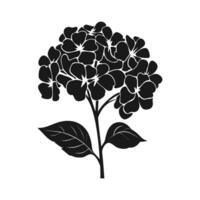 A Hydrangea Flower Vector Silhouette isolated on a white background