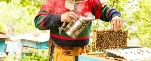 Beekeeper is working with bees and beehives on the apiary. Beekeeper on apiary. photo