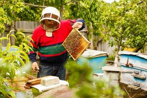 Beekeeper working collect honey. Beekeeping concept. photo