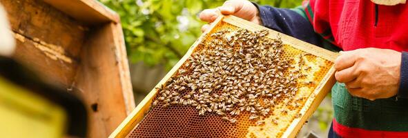 Beekeeper holding a frame of honeycomb photo