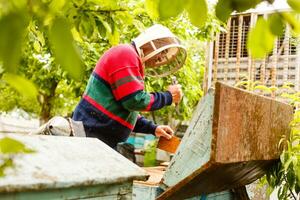 Beekeeper is working with bees and beehives on the apiary. Beekeeper on apiary. photo