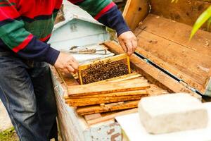 Beekeeper holding a frame of honeycomb photo