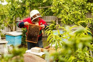 Beekeeper is working with bees and beehives on the apiary. Beekeeper on apiary. photo