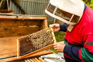 Beekeeper holding a frame of honeycomb photo