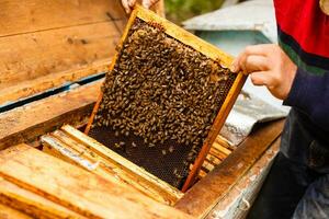 Beekeeper working collect honey. Beekeeping concept. photo